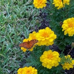 a butterfly on a sunflower