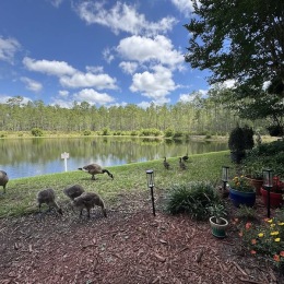 ducks at a pond